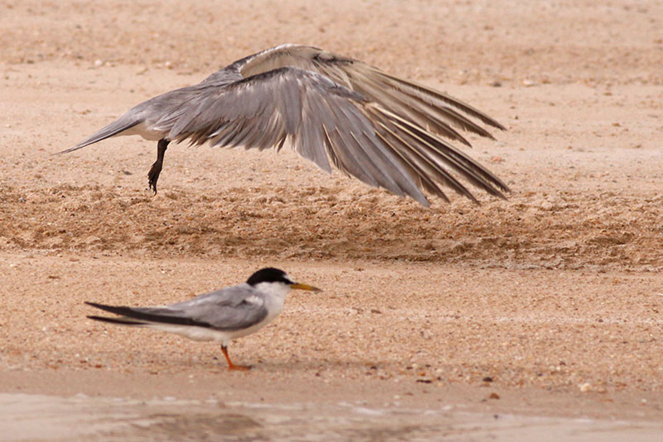 Little Tern (Sternula Albifrons) - on the ground and White-cheeked Tern (Chlidonias leucoterus)- in flight