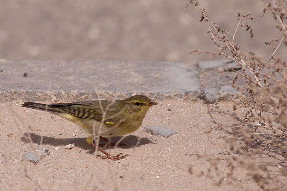 Willow Warbler (Phylloscopus trochilus)