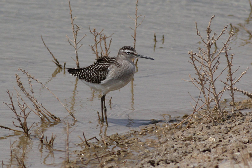 Wood Sandpiper (Tringa glareola)