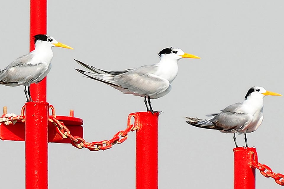 Lesser Crested Tern (Sterna bengalensis)