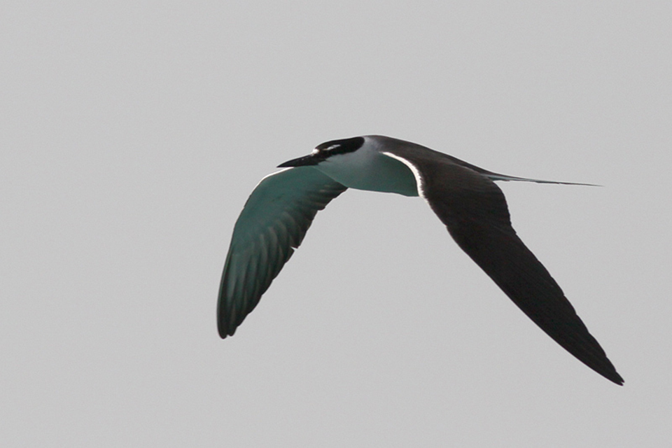 Bridled Tern (Onychoprion anaethetus)
