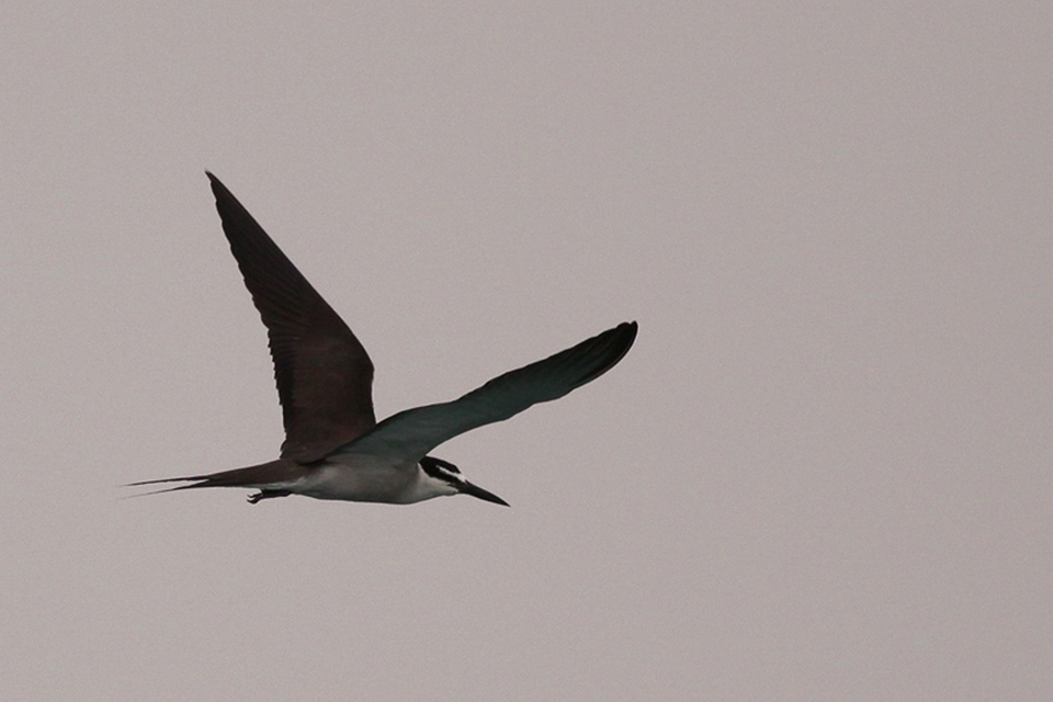 Bridled Tern (Onychoprion anaethetus)