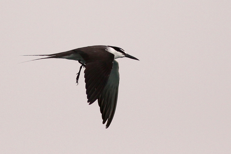 Bridled Tern (Onychoprion anaethetus)