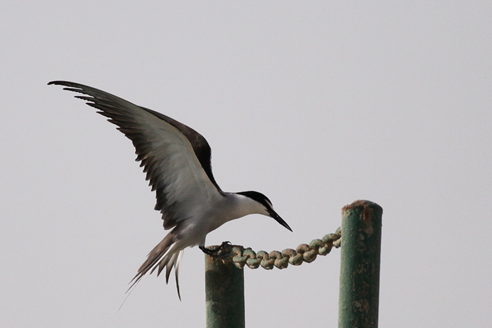 Bridled Tern (Onychoprion anaethetus)