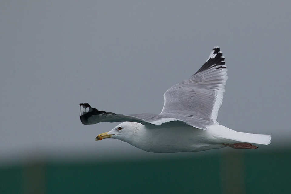 Caspian Gull (Larus cachinnans)
