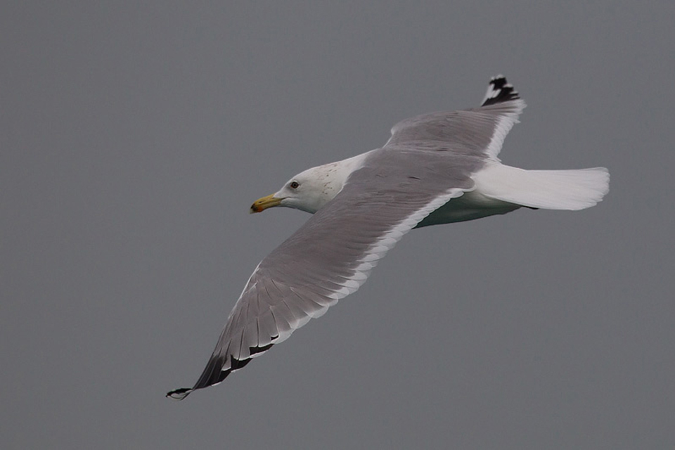 Caspian Gull (Larus cachinnans)