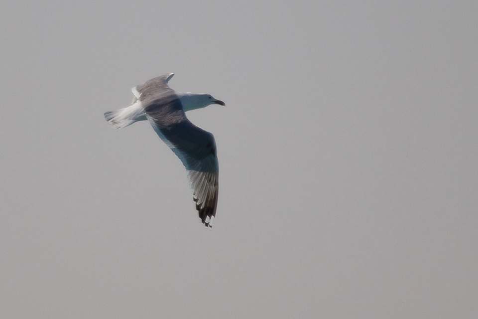 Caspian Gull (Larus cachinnans)