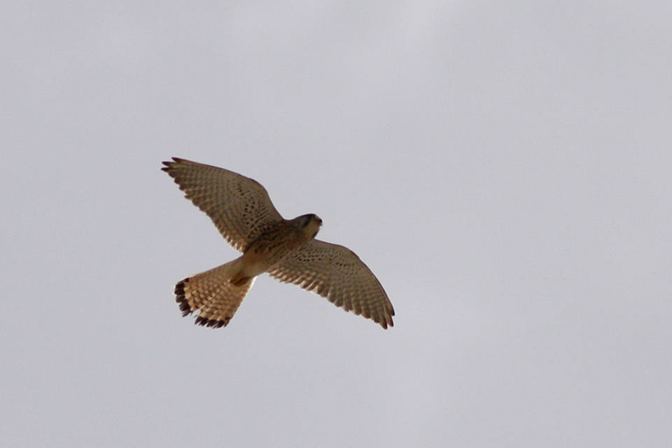 Common Kestrel (Falco tinnunculus)