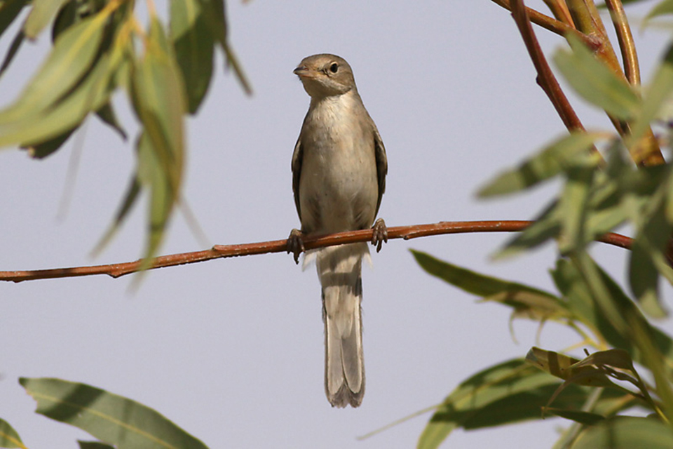 Common Whitethroat (Sylvia communis)