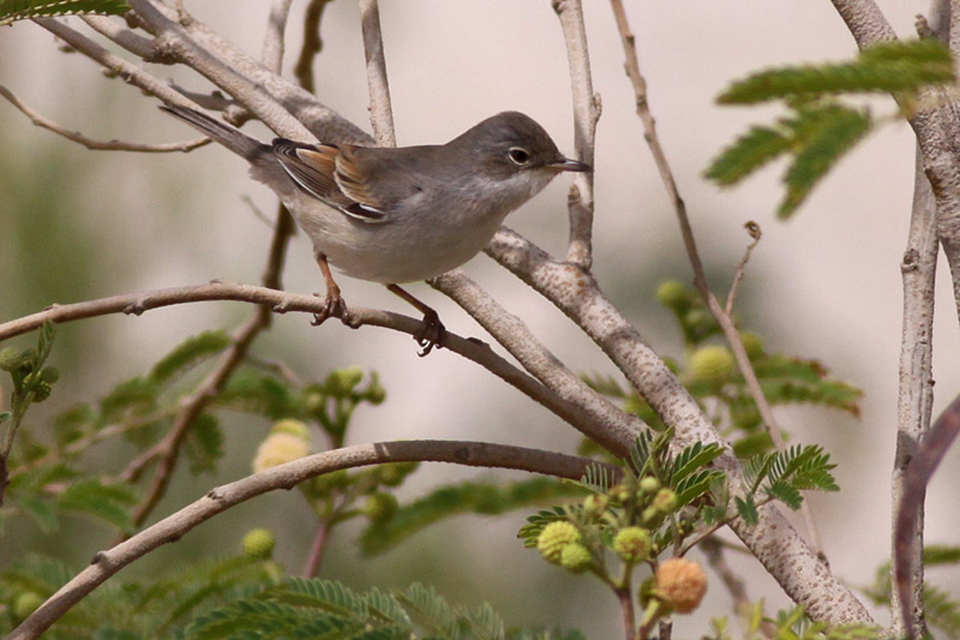 Common Whitethroat (Sylvia communis)