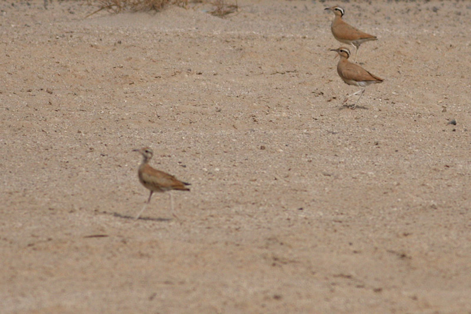 Cream-coloured Courser (Cursorius cursor)