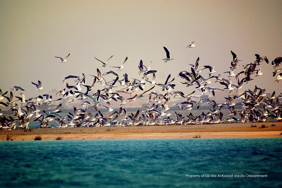 Gulls at Sabah Al-Ahmad Sea City