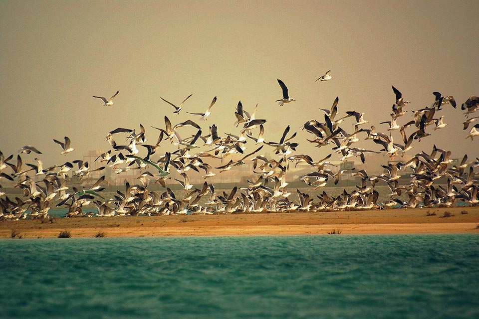 Gulls at Sabah Al-Ahmad Sea City