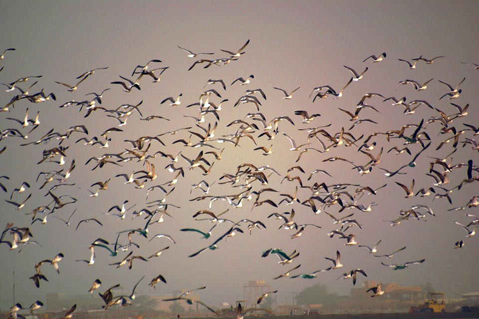 Gulls at Sabah Al-Ahmad Sea City