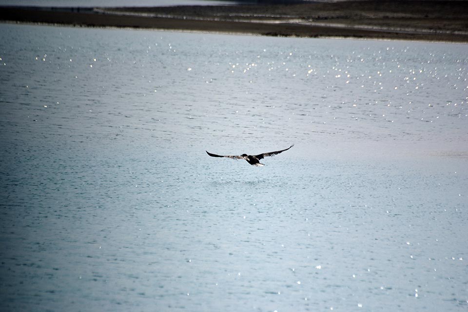 Great Cormorant (Phalacrocorax carbo)