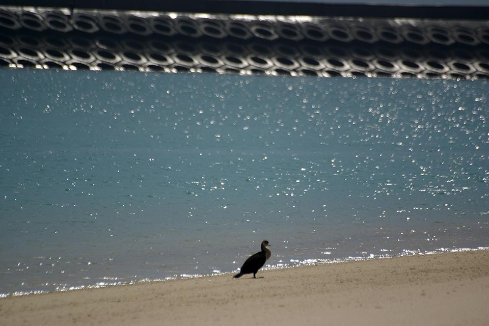 Great Cormorant (Phalacrocorax carbo)