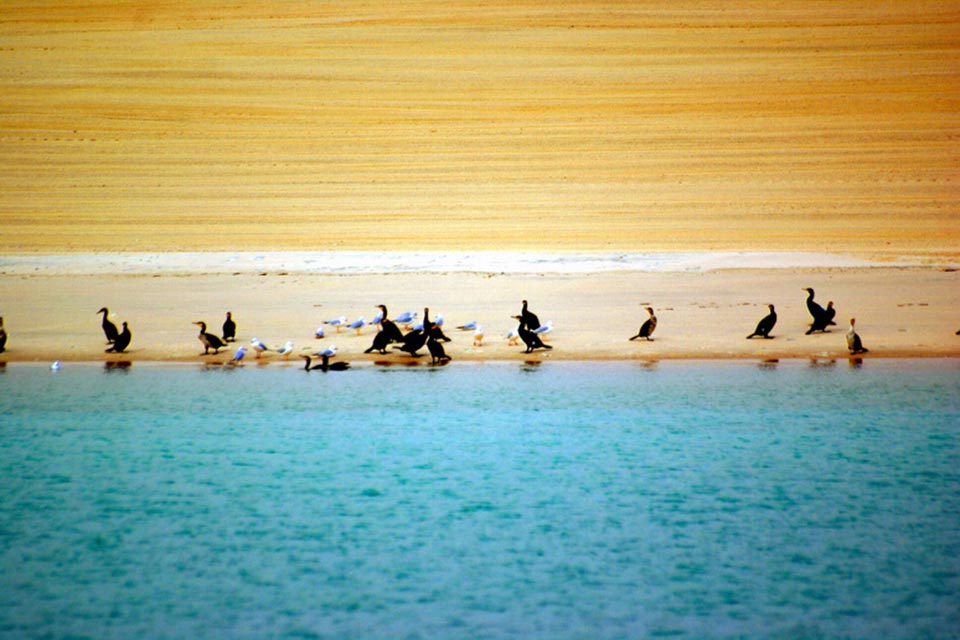 Great Cormorant (Phalacrocorax carbo)