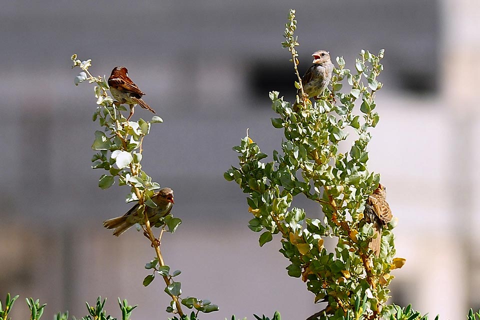 House Sparrow (Passer domesticus)