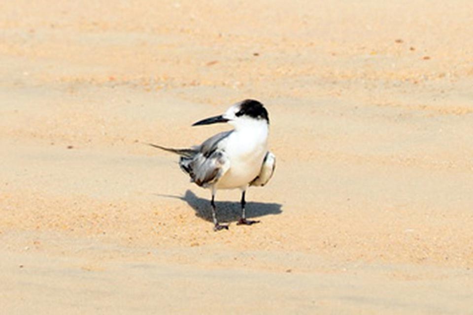 Juvenile White-cheeked Tern (Chlidonias leucopterus)