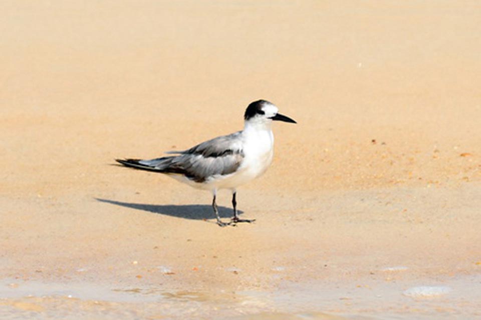Juvenile White-cheeked Tern (Chlidonias leucopterus)