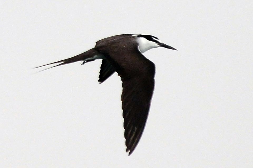 Bridled Tern (Onychoprion anaethetus)