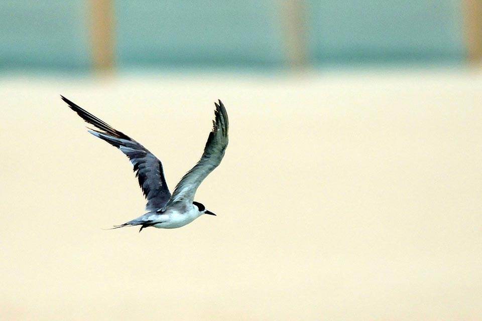 Juvenile White-cheeked Tern (Chlidonias leucopterus)