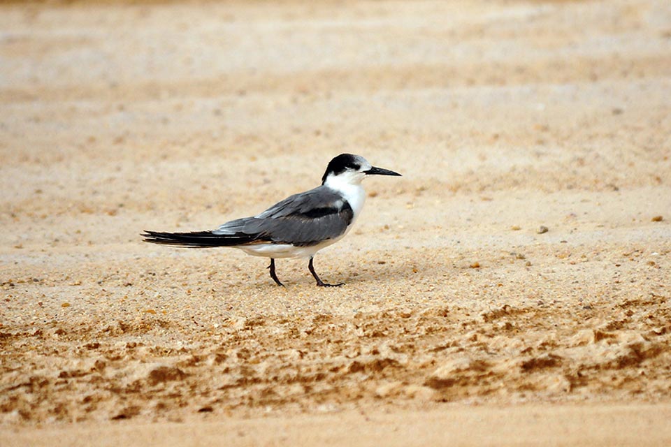Juvenile White-cheeked Tern (Chlidonias leucopterus)