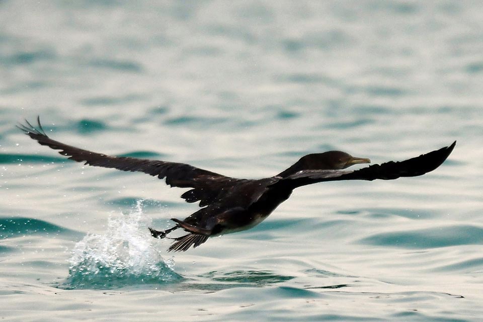 Socotra Cormorant (Phalacrocorax nigrogularis)