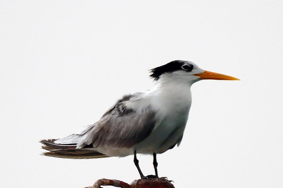 Lesser Crested Tern (Sterna bengalensis)