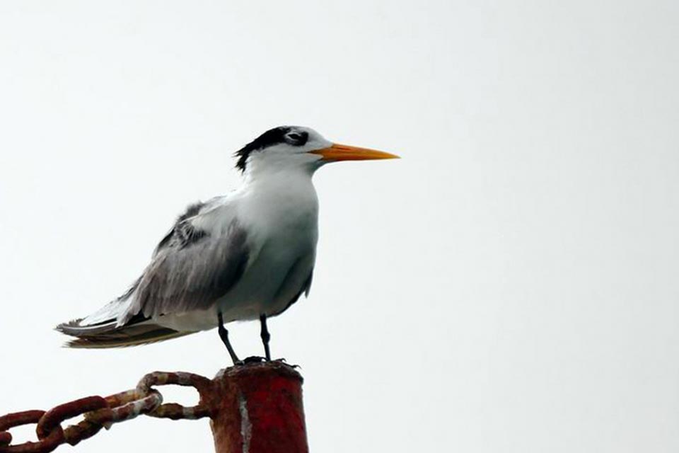 Lesser Crested Tern (Sterna bengalensis)