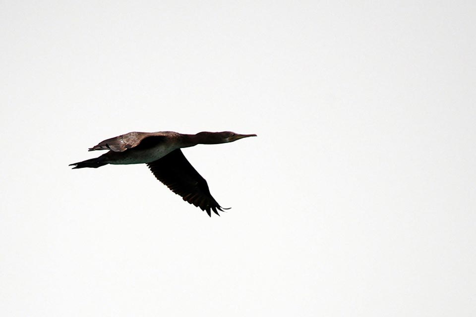 Socotra Cormorant (Phalacrocorax nigrogularis)