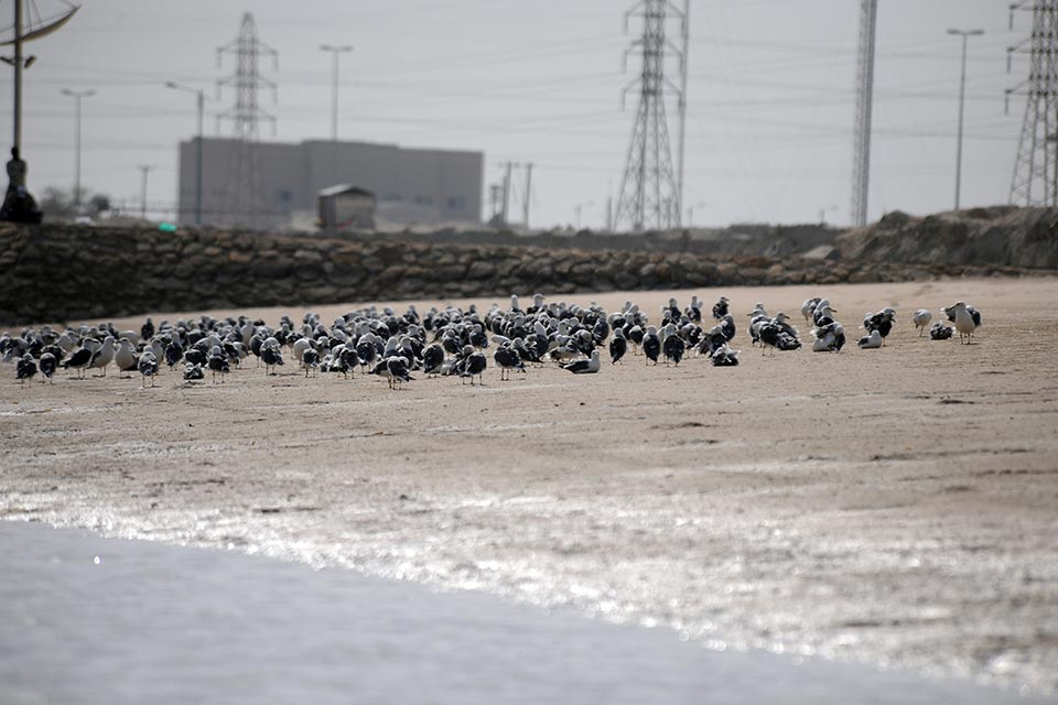 Birds at Sabah Al-Ahmad Sea City
