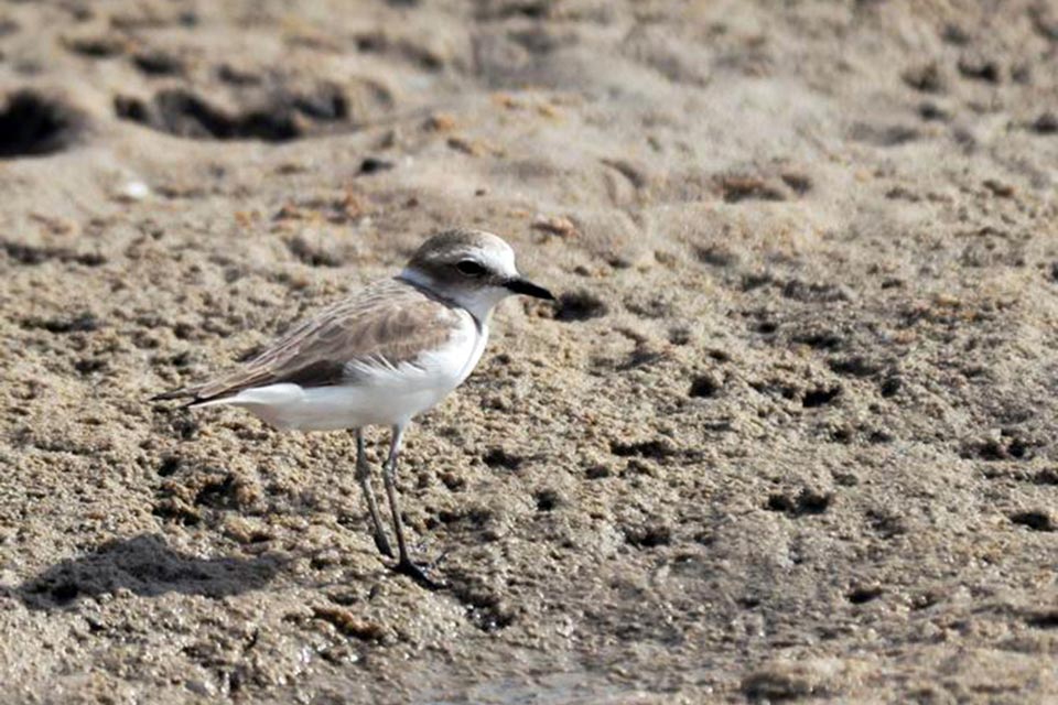 Kentish Plover (Charadrius alexandrinus)