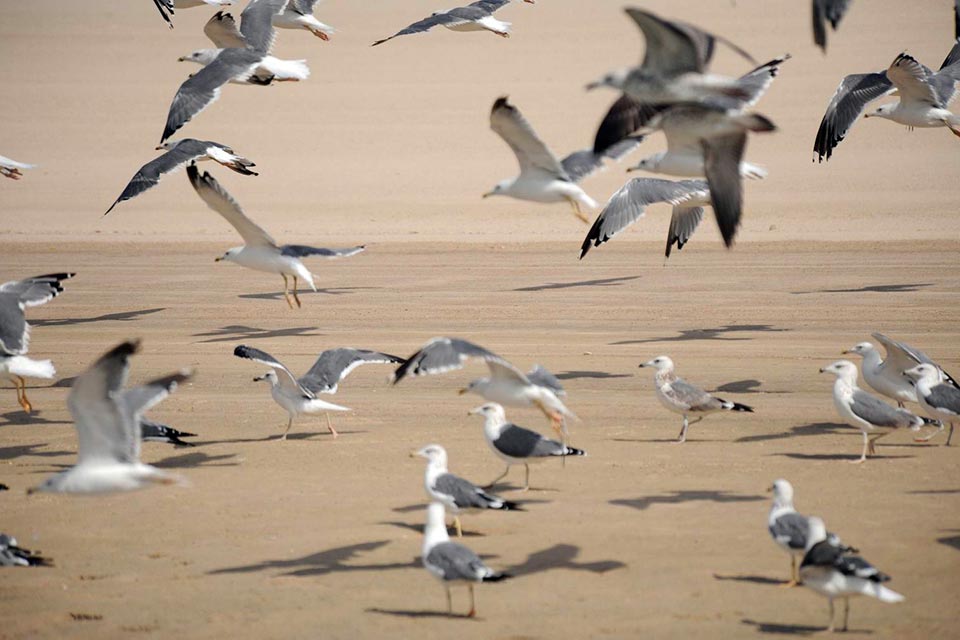 Caspian Gull (Larus cachinnans)