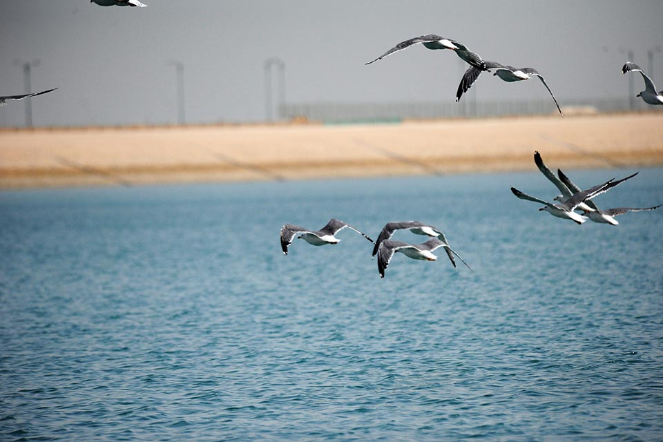 Caspian Gull (Larus cachinnans)