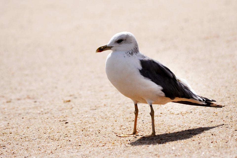 Caspian Gull (Larus cachinnans)