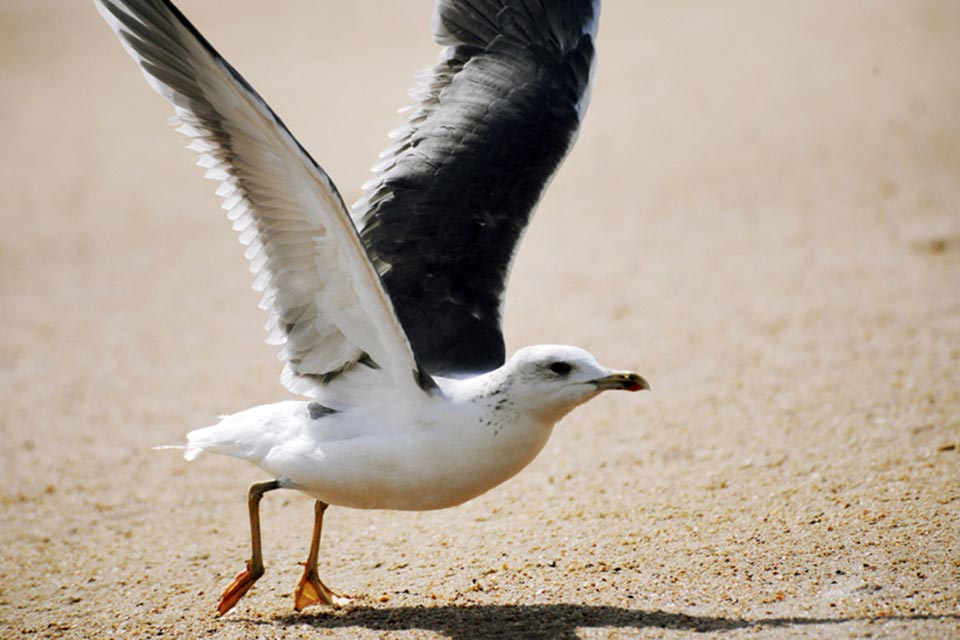 Caspian Gull (Larus cachinnans)
