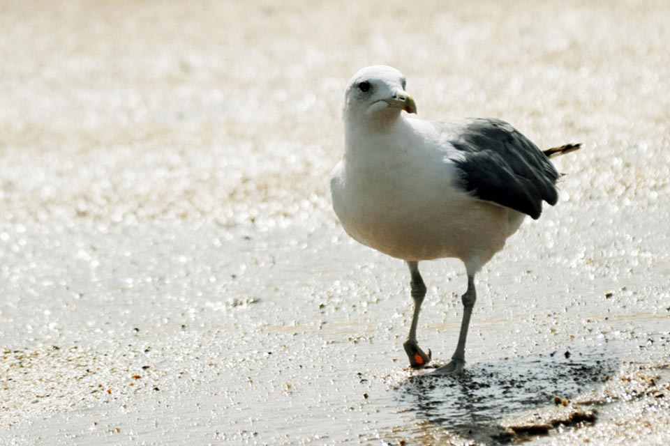 Caspian Gull (Larus cachinnans)