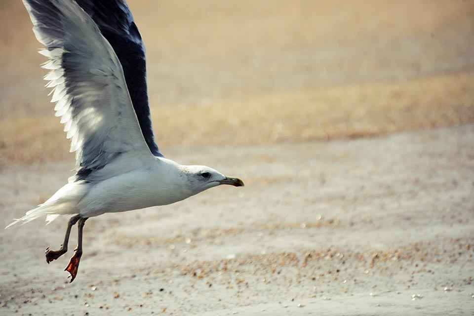 Caspian Gull (Larus cachinnans)