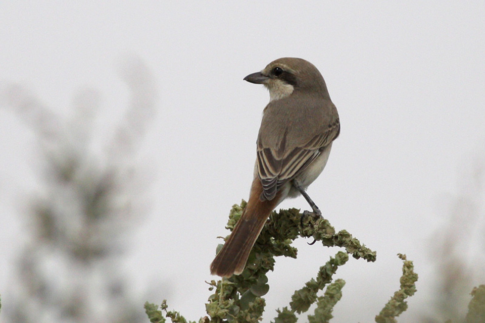 Daurian Shrike (Lanius isabellinus)