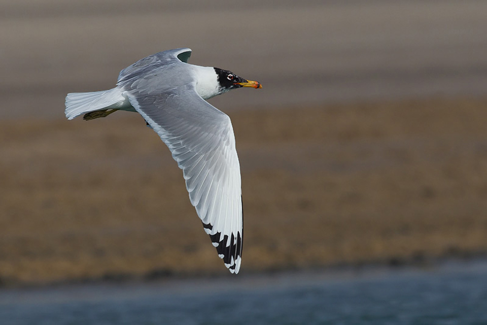 Great Black-headed Gull (Larus ichthyaetus)