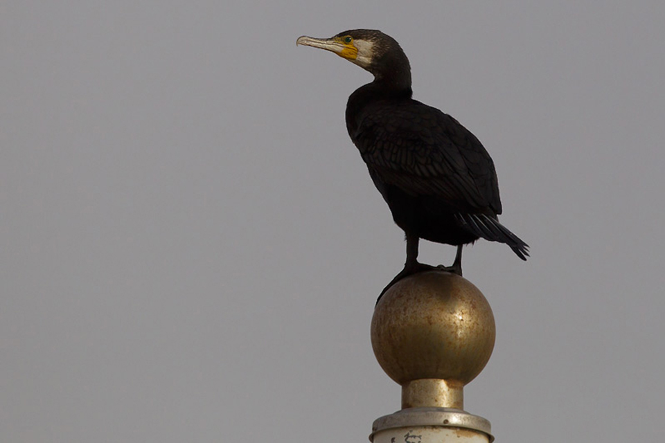 Great Cormorant (Phlacrocorax carbo)