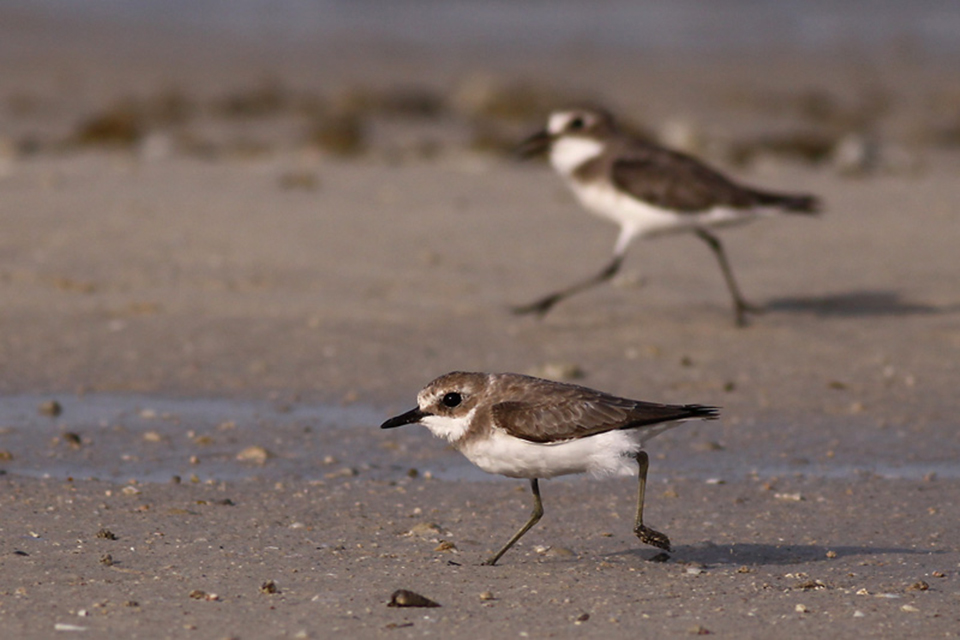 Greater Sand Plover (Charadrius leschenaultii)