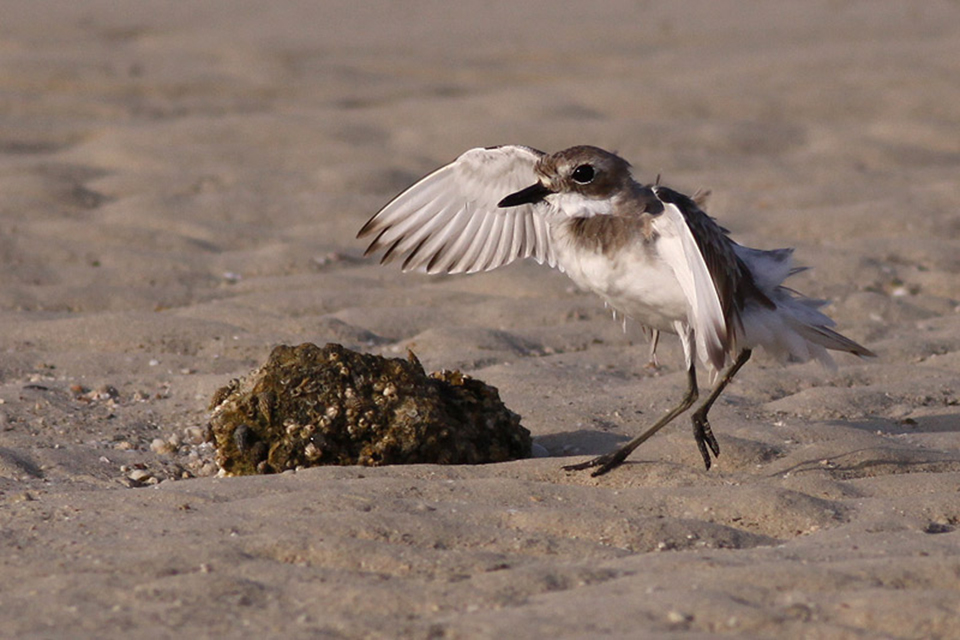 Greater Sand Plover (Charadrius leschenaultii)