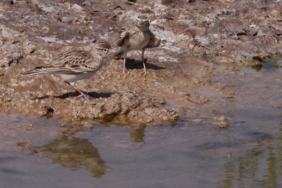 Greater Short-toed Lark (Calandrella brachydactyla)