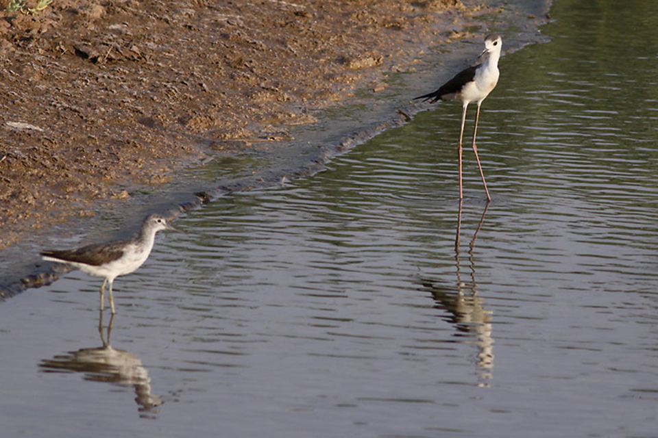 Common Greenshank (Tringa nebularia) with Black-winged Stilt (Himantopus himantopus)