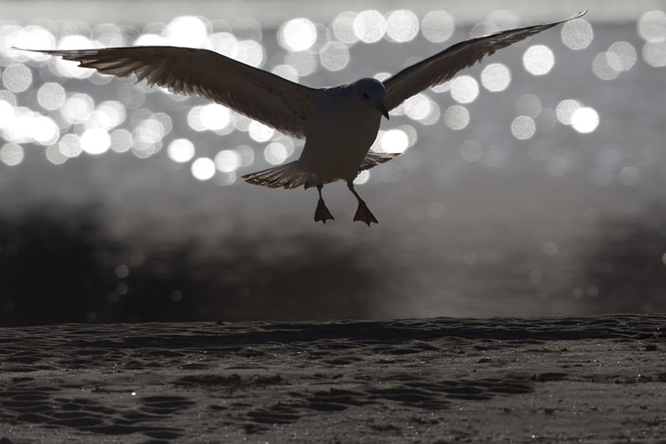 Gull