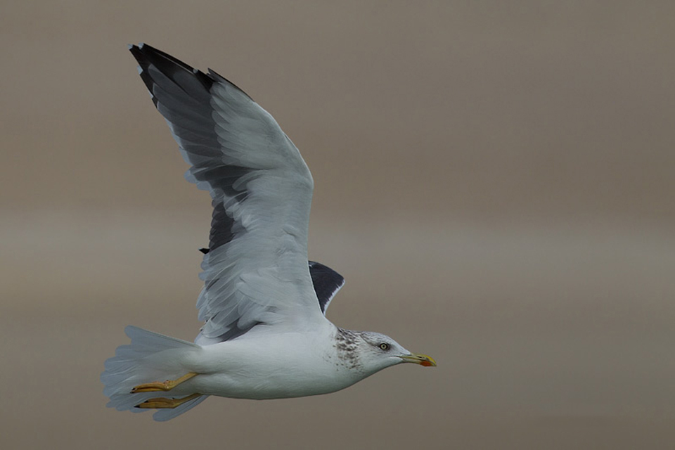 Heuglin Gull (Larus f. heuglini)