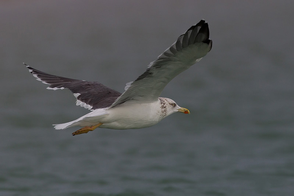 Heuglin Gull (Larus f. heuglini)