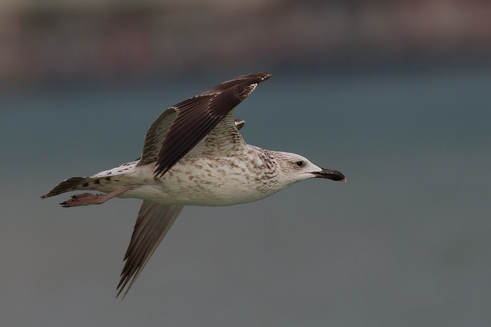 Heuglin Gull (Larus f. heuglini)